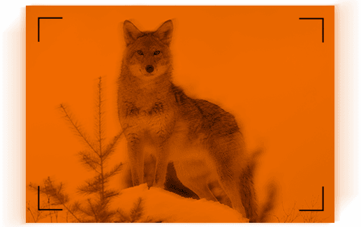 coyote lifestyle image